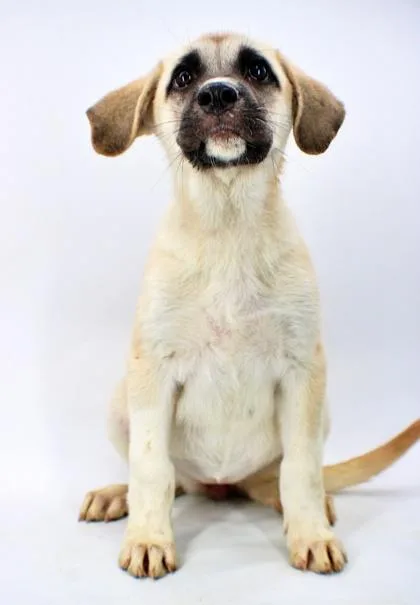 A baby large-sized female Golden Retriever dog named Sabrina for adoption in Morton Grove, IL