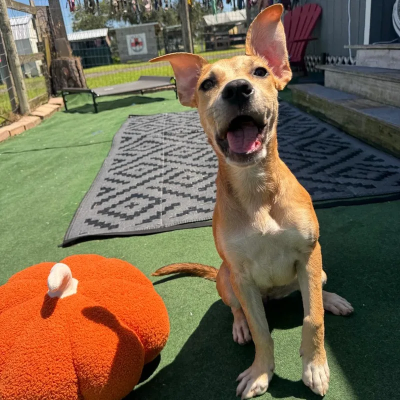 A baby small-sized female Brown / Chocolate Carolina Dog dog named Carolina for adoption in Myakka City, FL