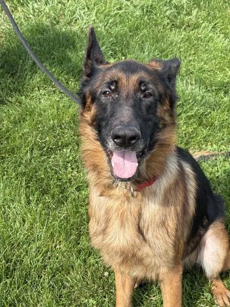 An adult large-sized male German Shepherd Dog dog named Lone Star for adoption in Lancaster, OH