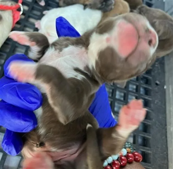 A baby medium-sized male Mixed Breed dog named Spark for adoption in Dallas, TX