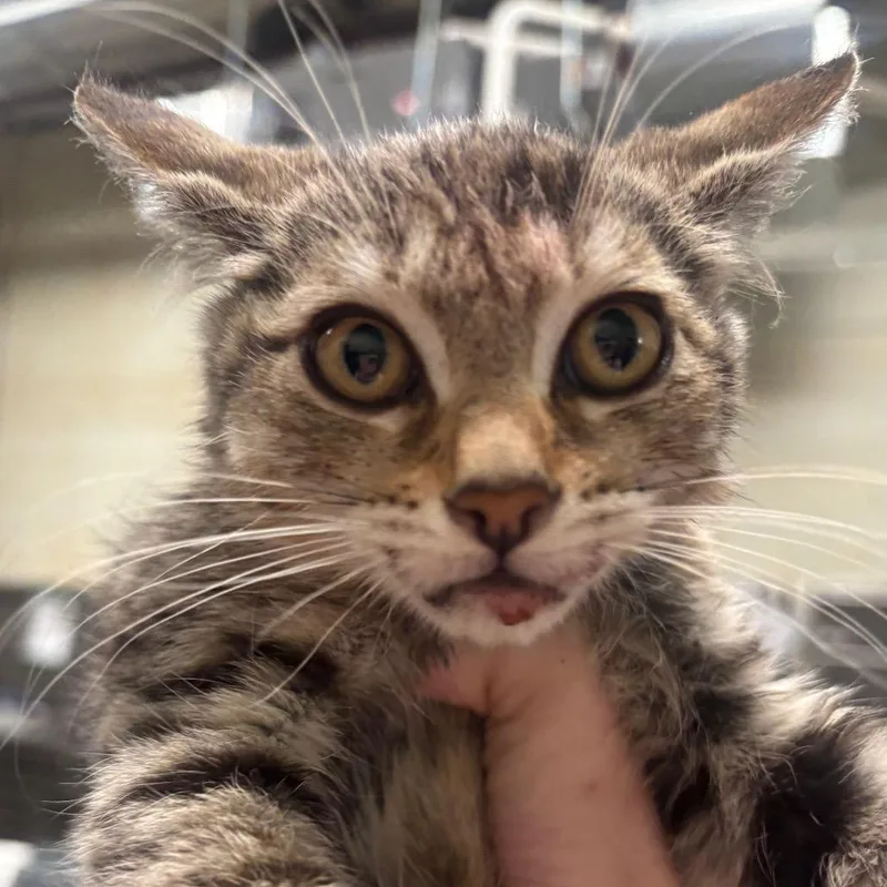 A baby small-sized female Brown / Chocolate Domestic Short Hair cat named Pepper C for adoption in Napoleon, OH