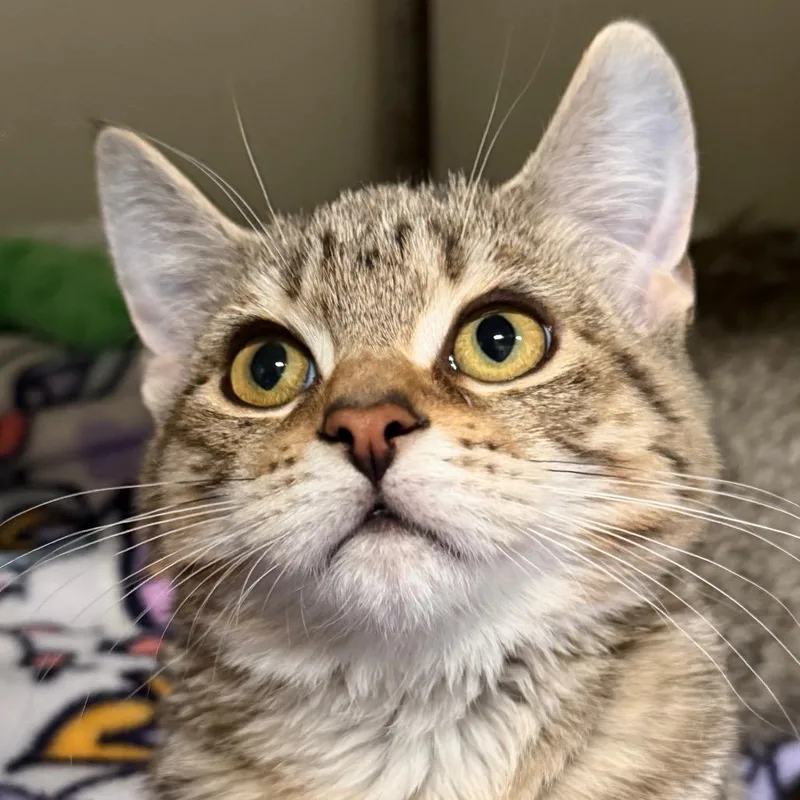 Pepper C thumbnail 3