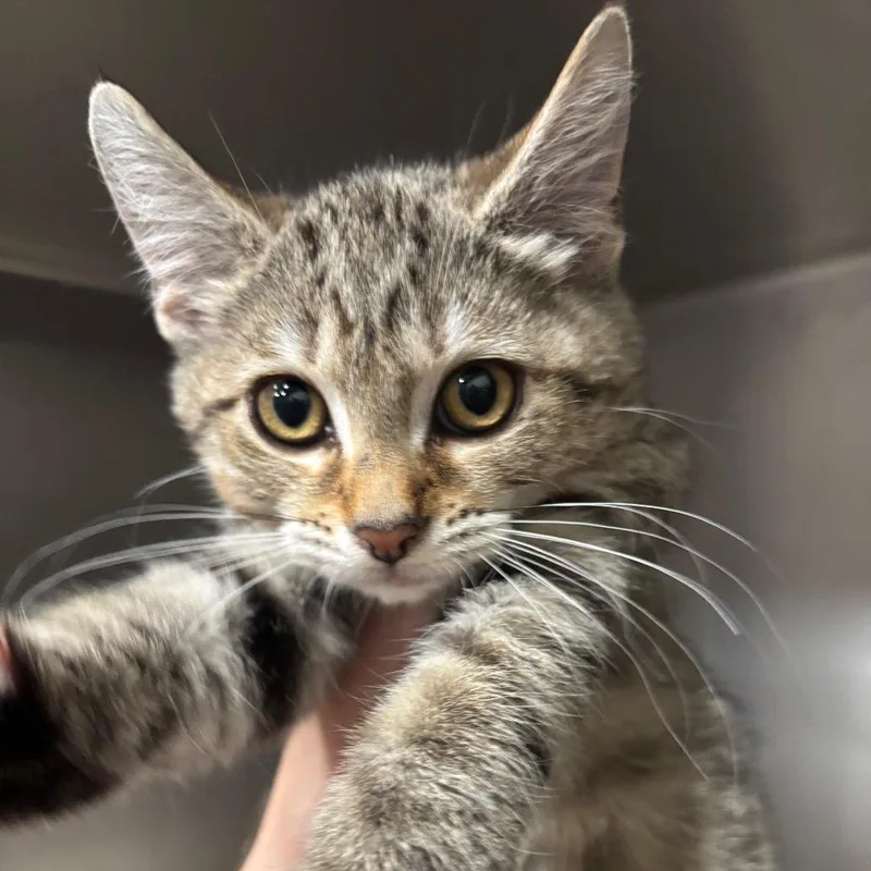 Pepper C thumbnail 4