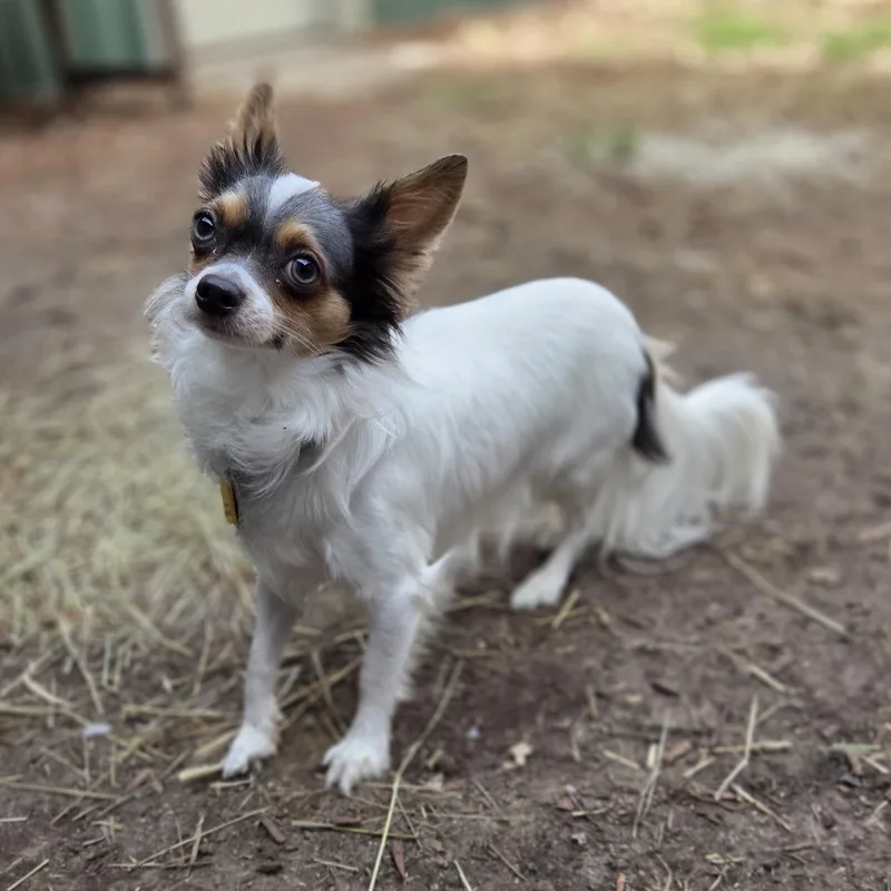 An adult small-sized male Tricolor (Brown, Black, & White) Chihuahua dog named Daggett for adoption in Brookings, SD