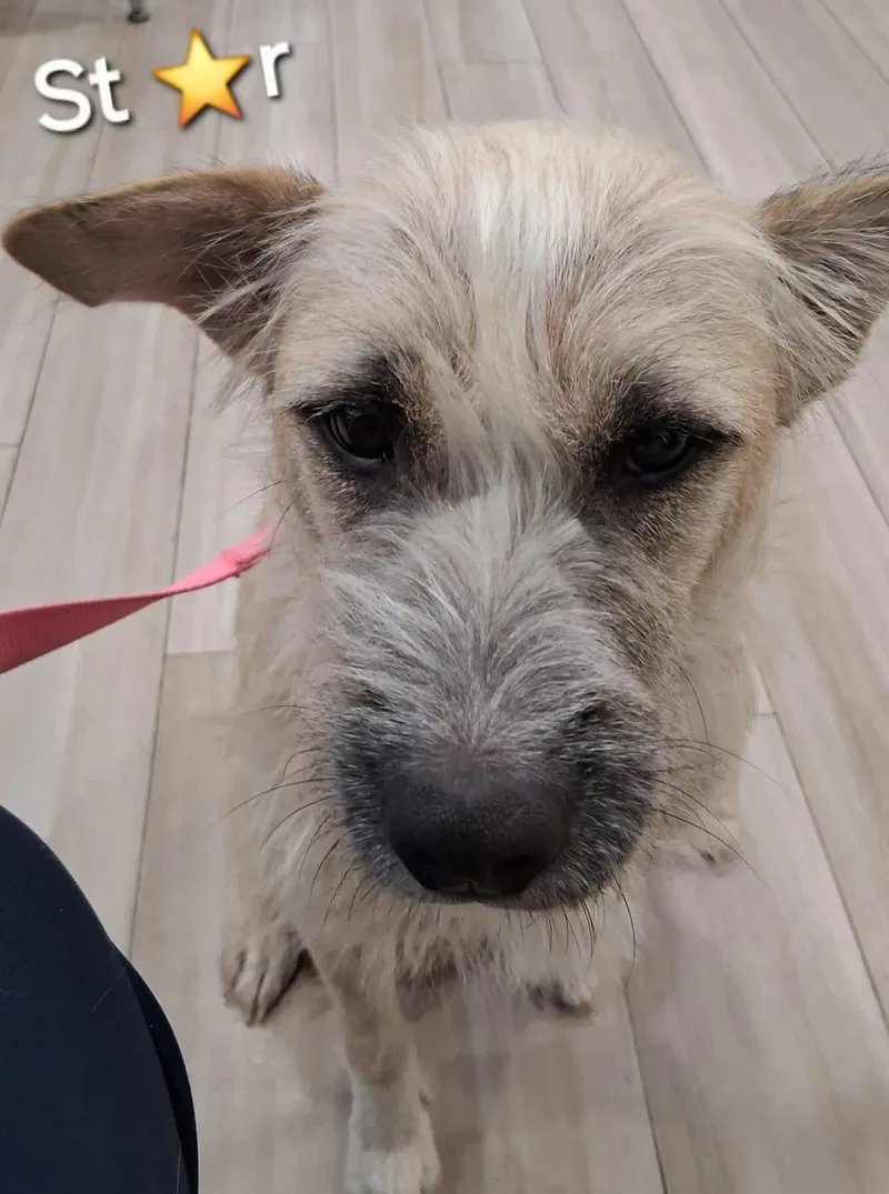 A young medium-sized female Mixed Breed dog named Star for adoption in Little River, SC