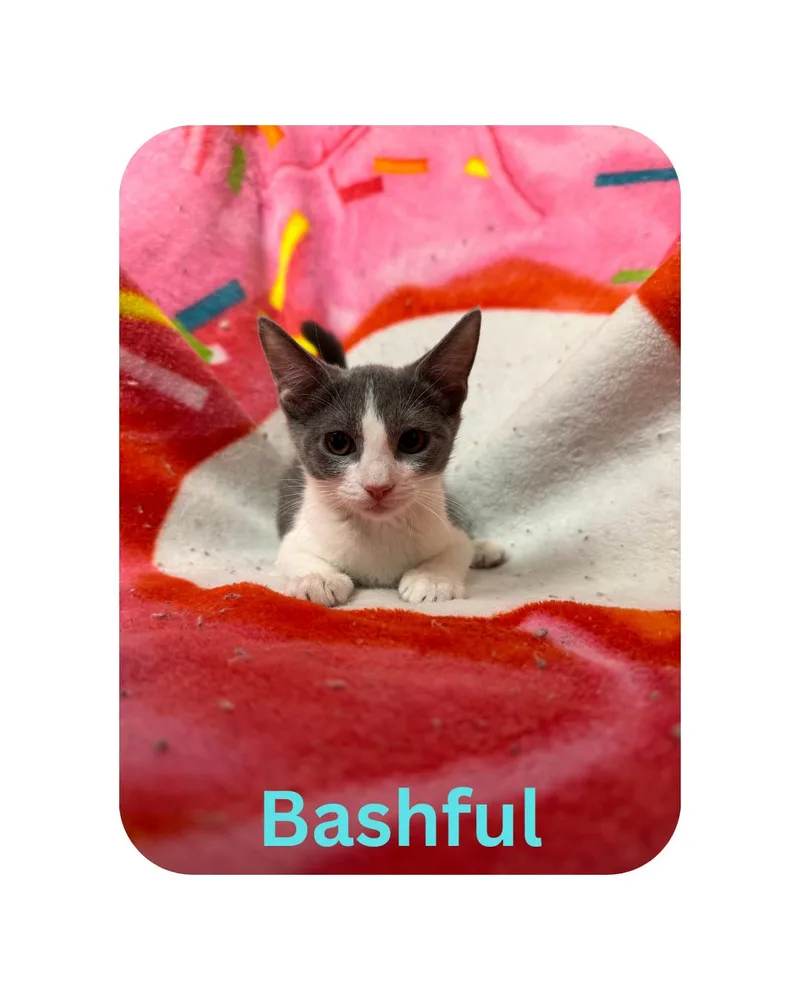 A young medium-sized female Domestic Short Hair cat named Bashful for adoption in Miami, FL