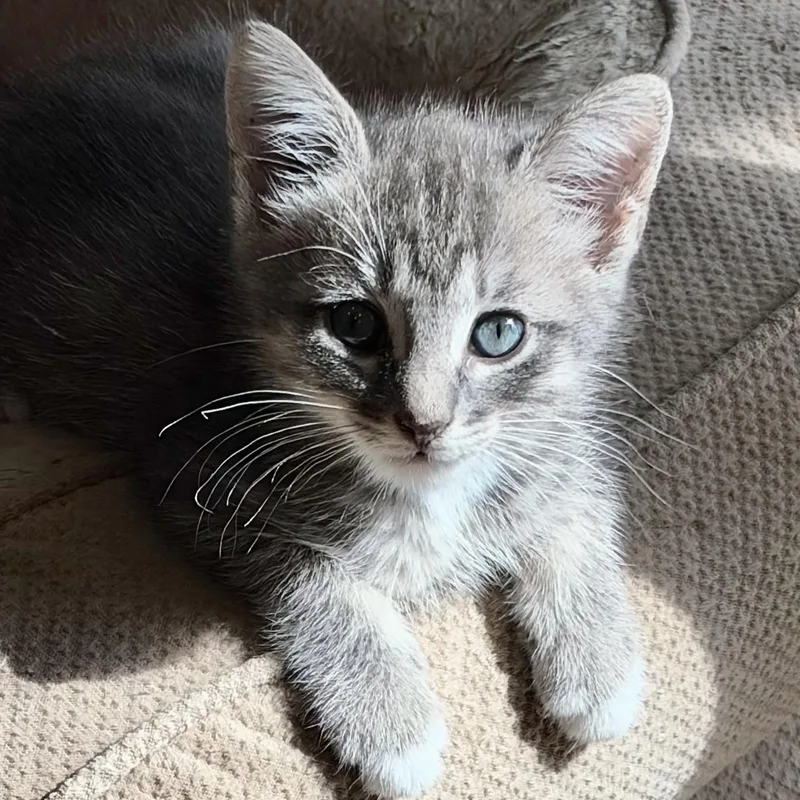 A baby small-sized female Tabby (Gray / Blue / Silver) Domestic Medium Hair cat named Willow for adoption in Liverpool, TX