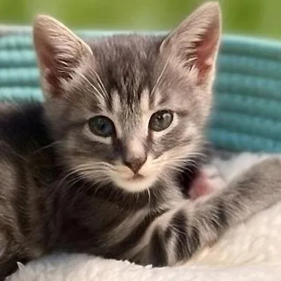 Willow thumbnail 2