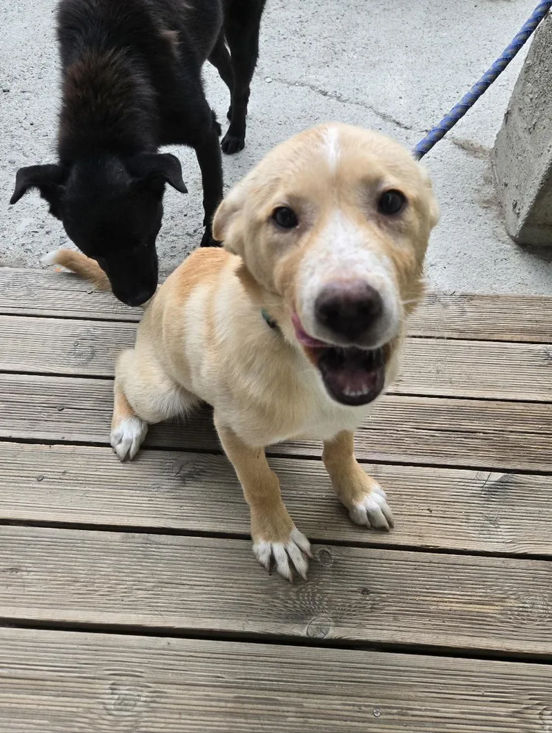 A young medium-sized male Labrador Retriever dog named Teddy for adoption in Duluth, GA
