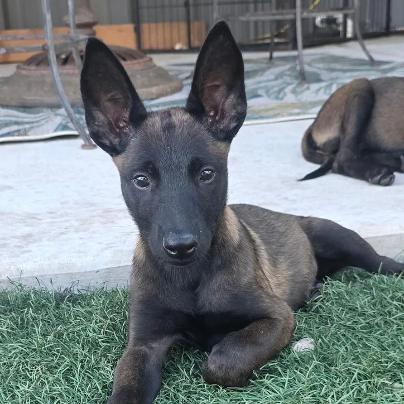 A baby medium-sized female Sable Belgian Shepherd / Malinois dog named Felony DD for adoption in Austin, TX