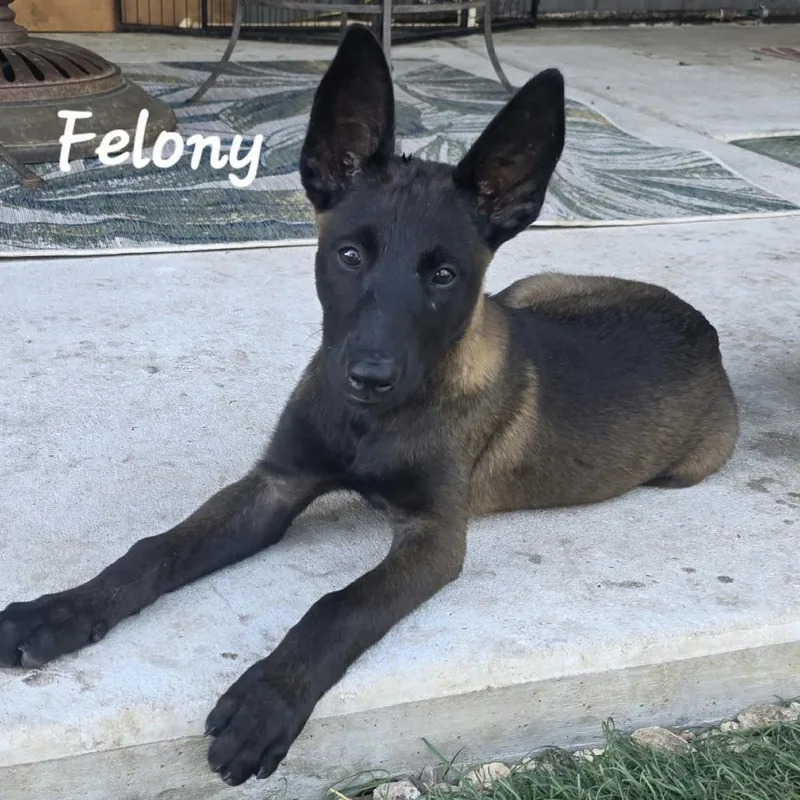 Felony DD thumbnail 3