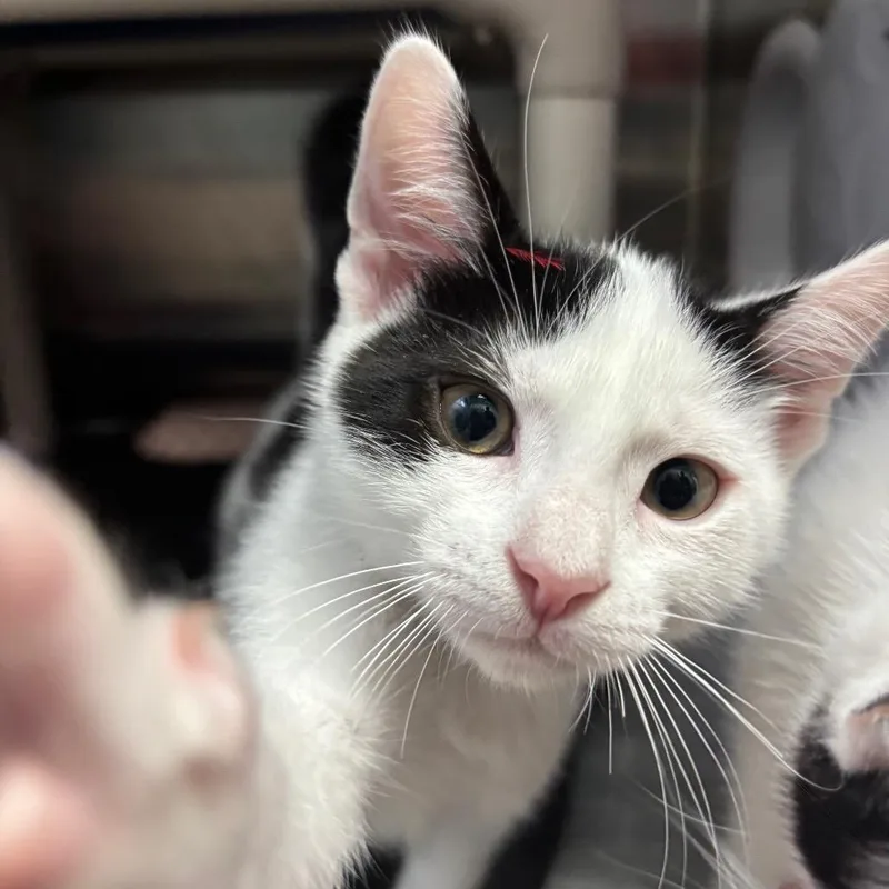 A baby small-sized male White Domestic Short Hair cat named Milano for adoption in Philadelphia, PA