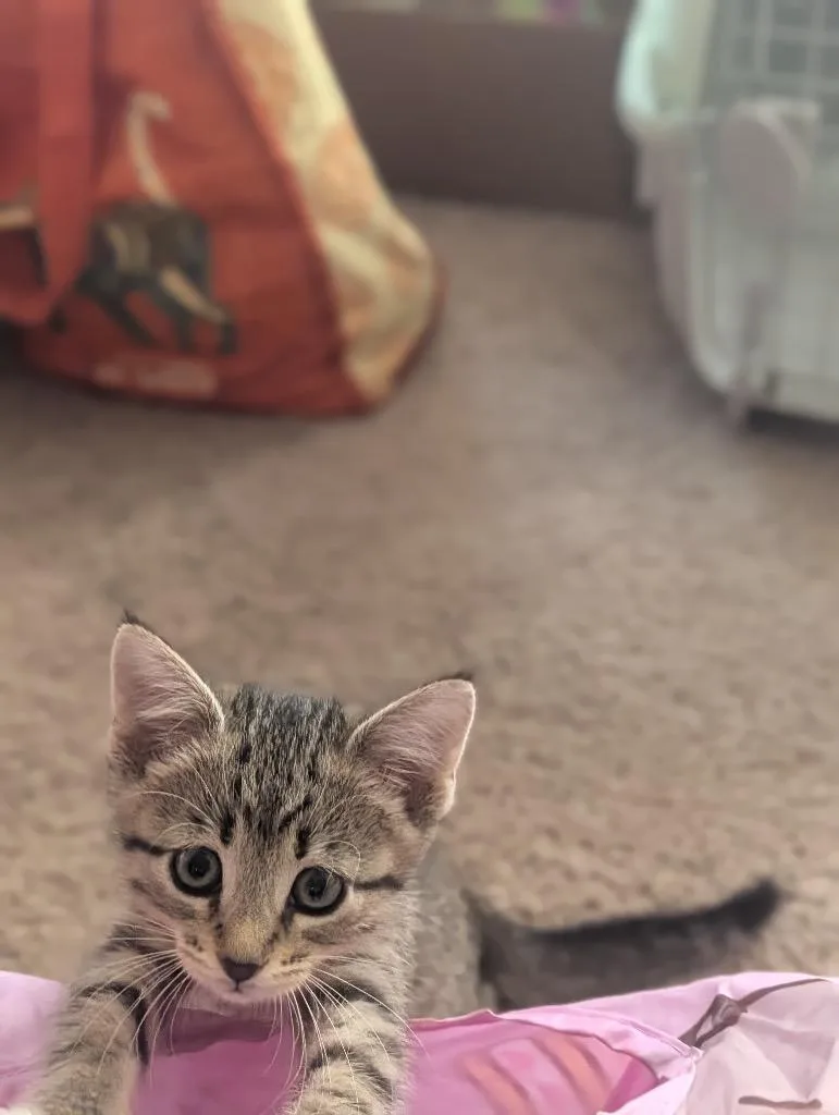 A baby medium-sized female Tabby cat named Persephone for adoption in San Antonio, TX