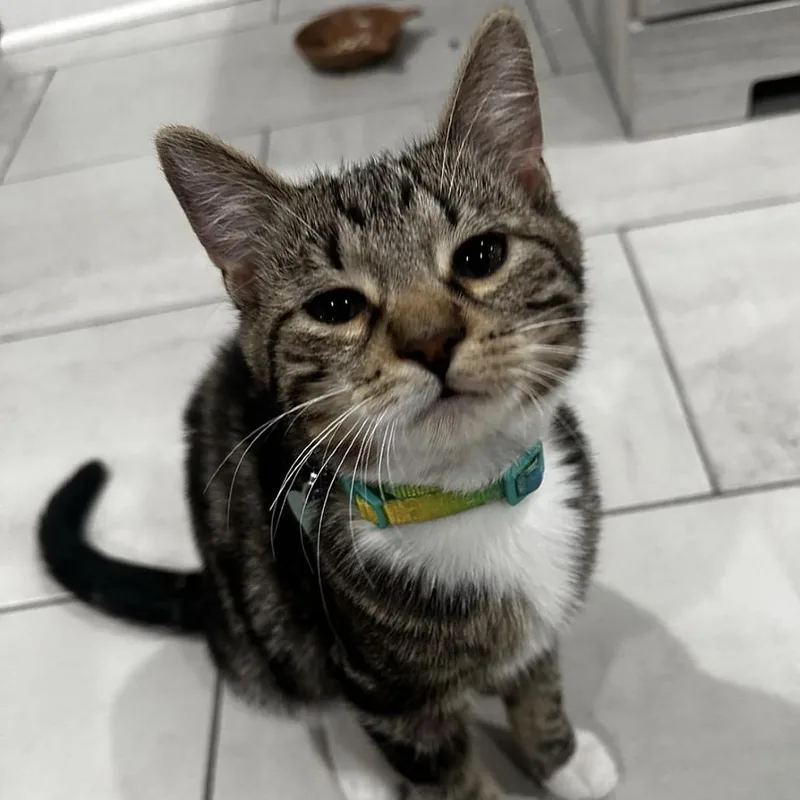 An adult medium-sized male Brown / Chocolate Domestic Short Hair cat named Leoncito for adoption in Chicago, IL