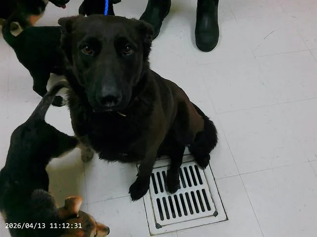 An adult large-sized female German Shepherd Dog dog named Dutchess for adoption in Oroville, CA