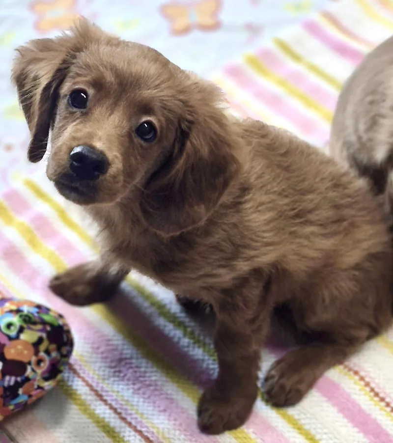 A baby small-sized male Cockapoo dog named Othello for adoption in Los Angeles, CA