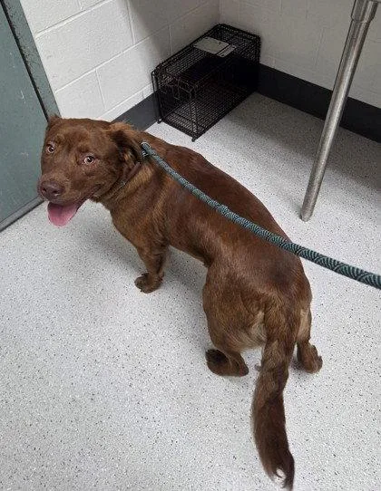 A young large-sized male Mixed Breed dog named Rusty for adoption in Oakland, CA