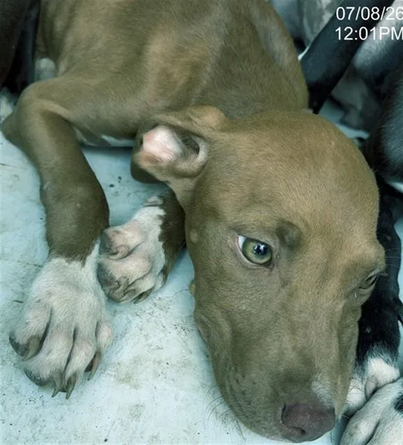 A baby small-sized female Pit Bull Terrier dog named Heather for adoption in Augusta, GA
