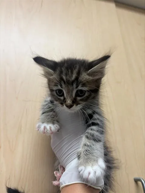 A baby small-sized male Domestic Short Hair cat named Michelle for adoption in Riverside, CA