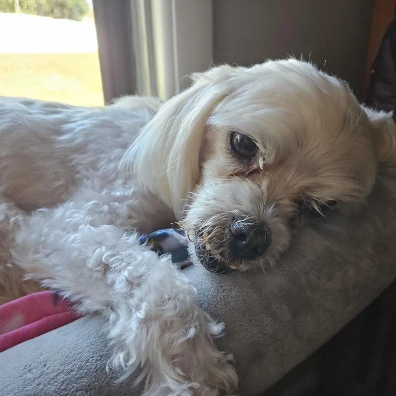 A senior small-sized male Shih Tzu dog named Toby for adoption in Eden Prairie, MN