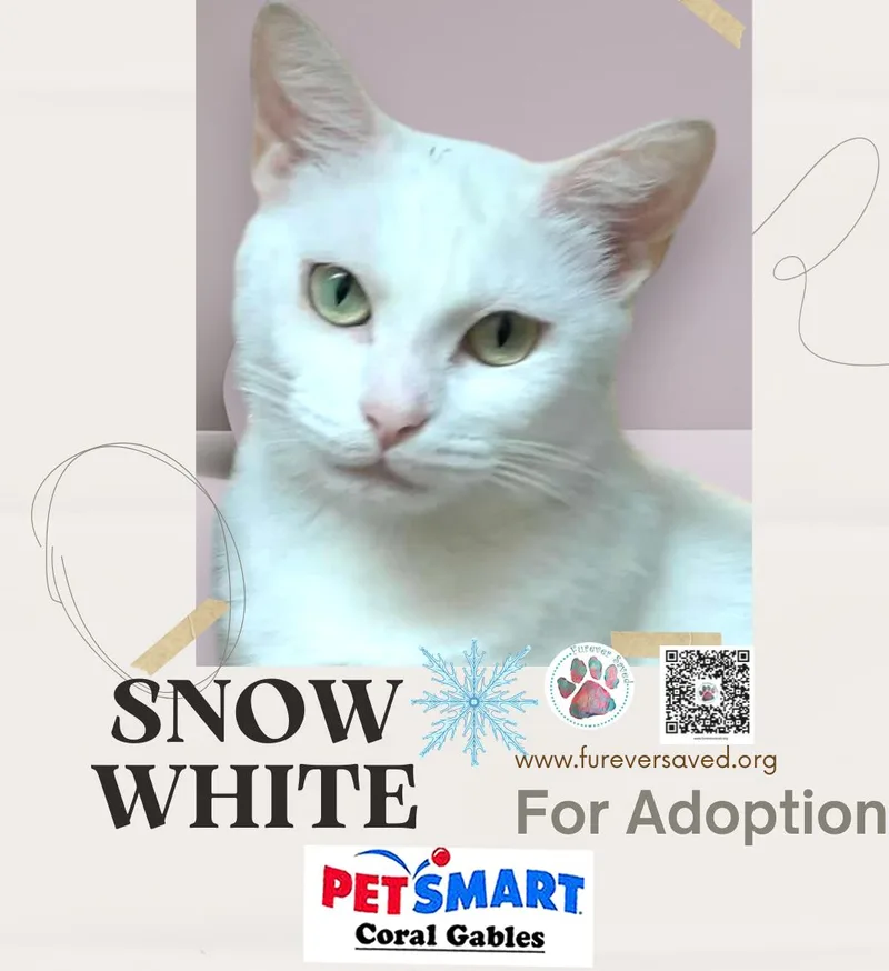 A young small-sized female White Domestic Short Hair cat named Snow White for adoption in Miami, FL