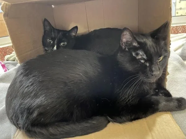 A senior medium-sized female Domestic Short Hair cat named Lilli Bean for adoption in Stratham, NH