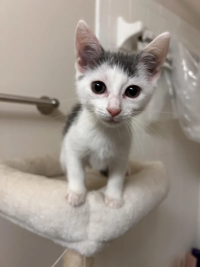 A baby medium-sized female Gray & White Domestic Short Hair cat named Charlotte for adoption in Murfreesboro, TN