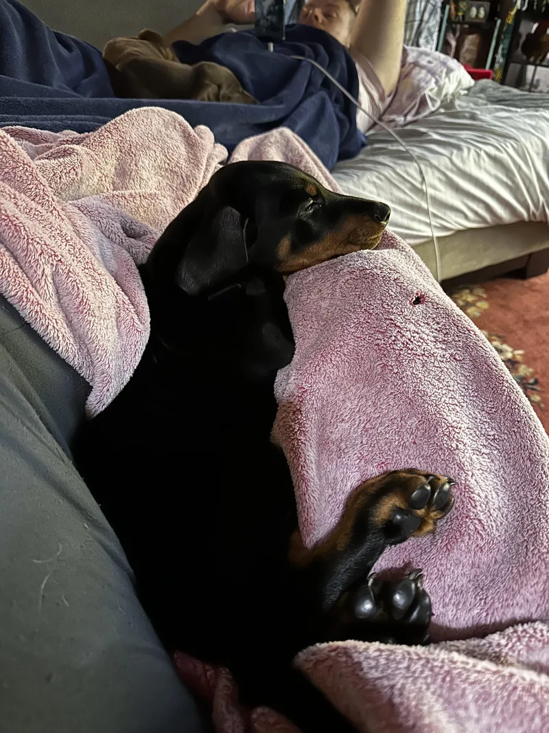 A baby large-sized male Black Doberman Pinscher dog named Apollo for adoption in Simsbury, CT