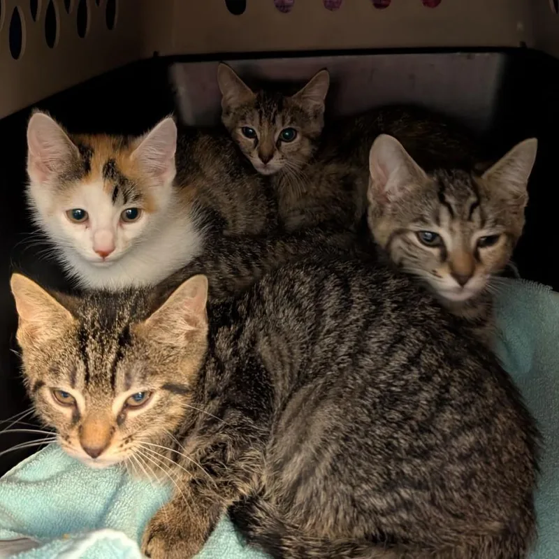 A baby small-sized female White Domestic Short Hair cat named Ms. Business for adoption in Fairport, NY