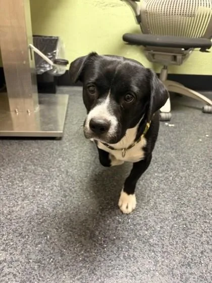 An adult medium-sized male Mixed Breed dog named Arnold for adoption in Roseville, CA