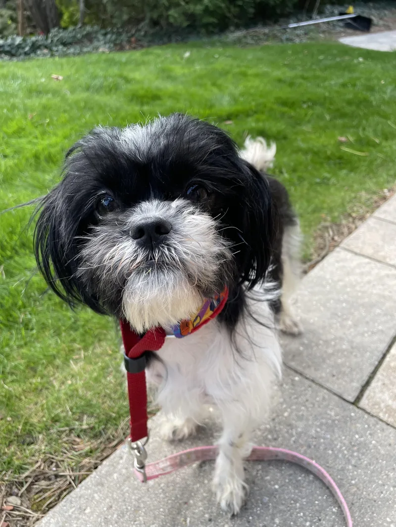A young small-sized female Shih Tzu dog named Emmy for adoption in Oxford, MI