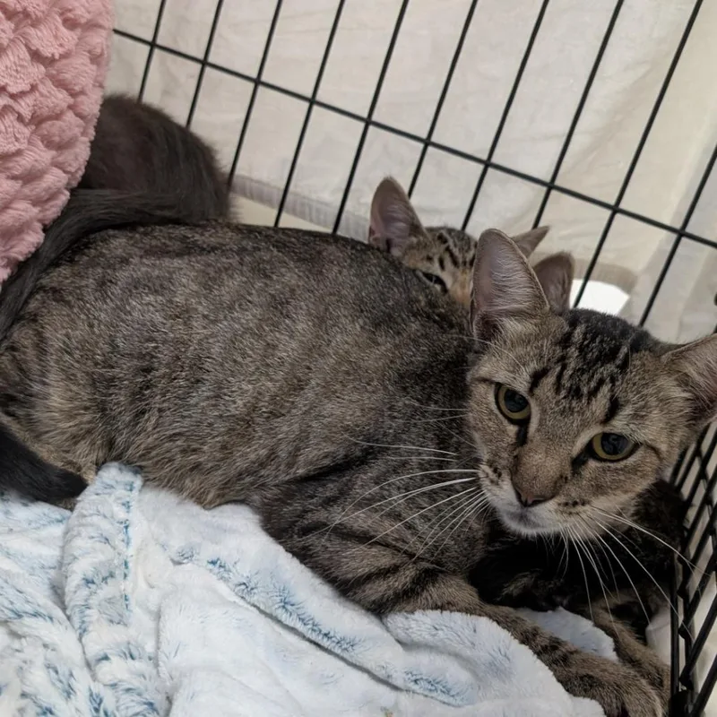 A young small-sized female Brown / Chocolate Domestic Short Hair cat named Miss Martin for adoption in Buchanan Dam, TX