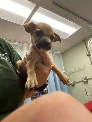 A baby small-sized male Mixed Breed dog named Hooch for adoption in Gainesville, FL