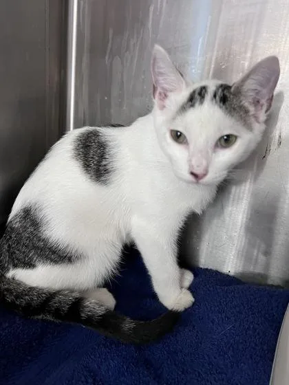A baby small-sized male Domestic Short Hair cat named Snowball for adoption in Houston, TX