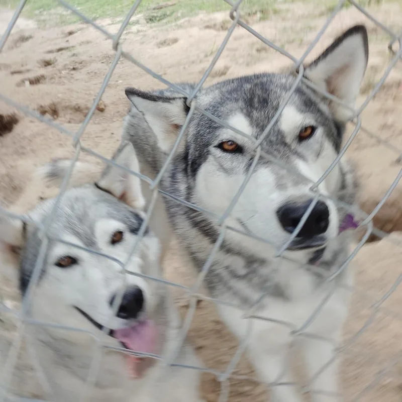 An adult large-sized female Gray / Blue / Silver Husky dog named Maya and Frankie for adoption in Beaumont, TX