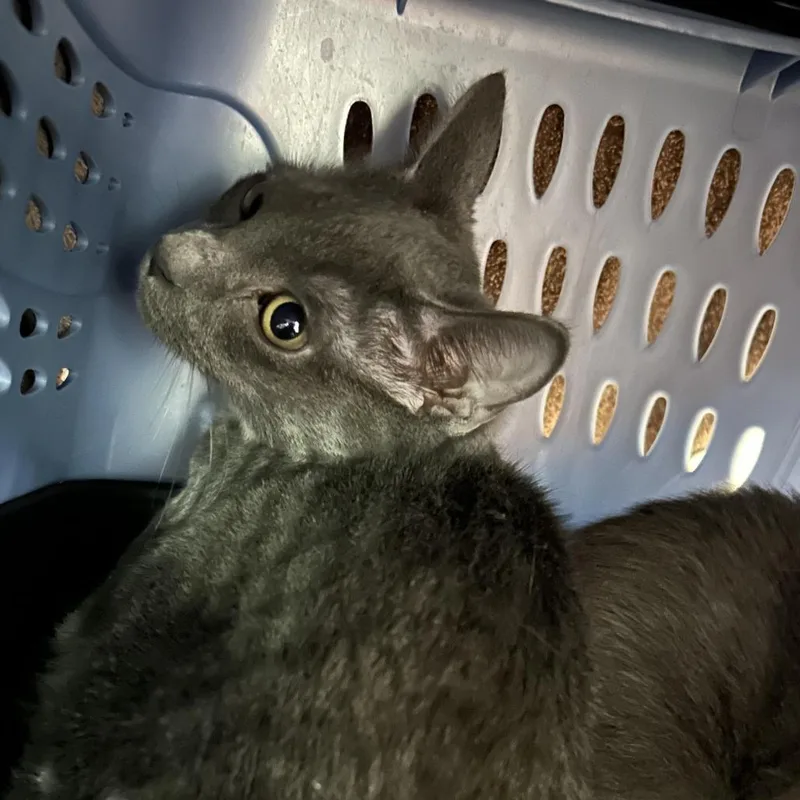 A young small-sized male Gray / Blue / Silver Domestic Short Hair cat named Ash for adoption in Springfield, MA
