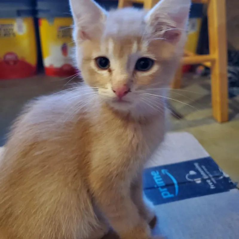 A baby small-sized male Buff / Tan / Fawn Domestic Short Hair cat named Oliver Birchett for adoption in Eagle Mountain, UT