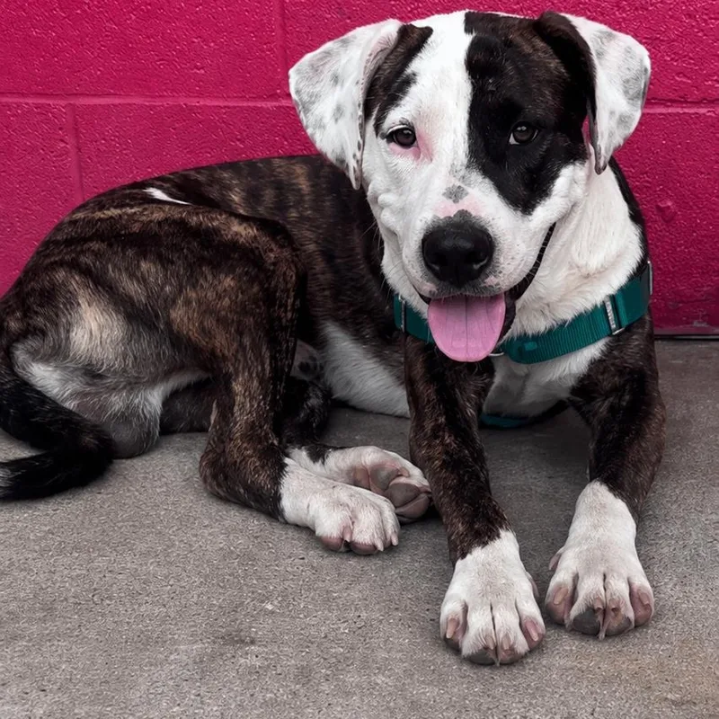 A baby large-sized male American Staffordshire Terrier dog named Rascal for adoption in Mooresville, NC