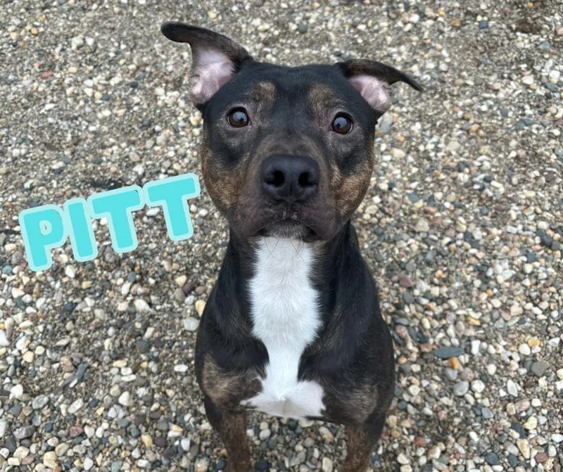 Pitt