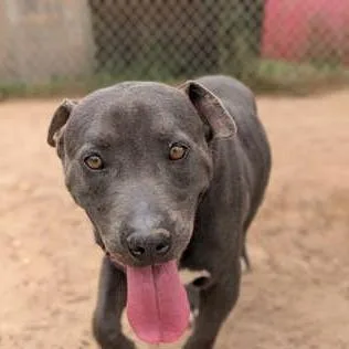 An adult medium-sized male Gray / Blue / Silver Mixed Breed dog named Herman for adoption in North Charleston, SC