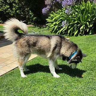 A young medium-sized male Tricolor (Brown, Black, & White) Husky dog named Sky Boy for adoption in Studio City, CA