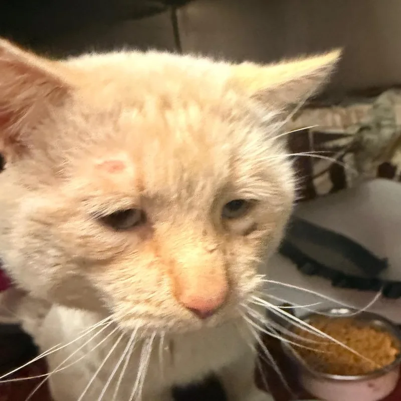 Fish  Gentle Sweetheart