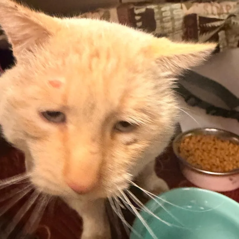 Fish  Gentle Sweetheart thumbnail 2