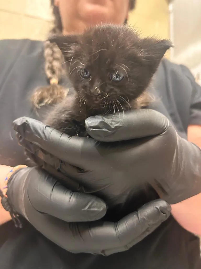 A baby small-sized female Domestic Short Hair cat named Sassy for adoption in Douglasville, GA