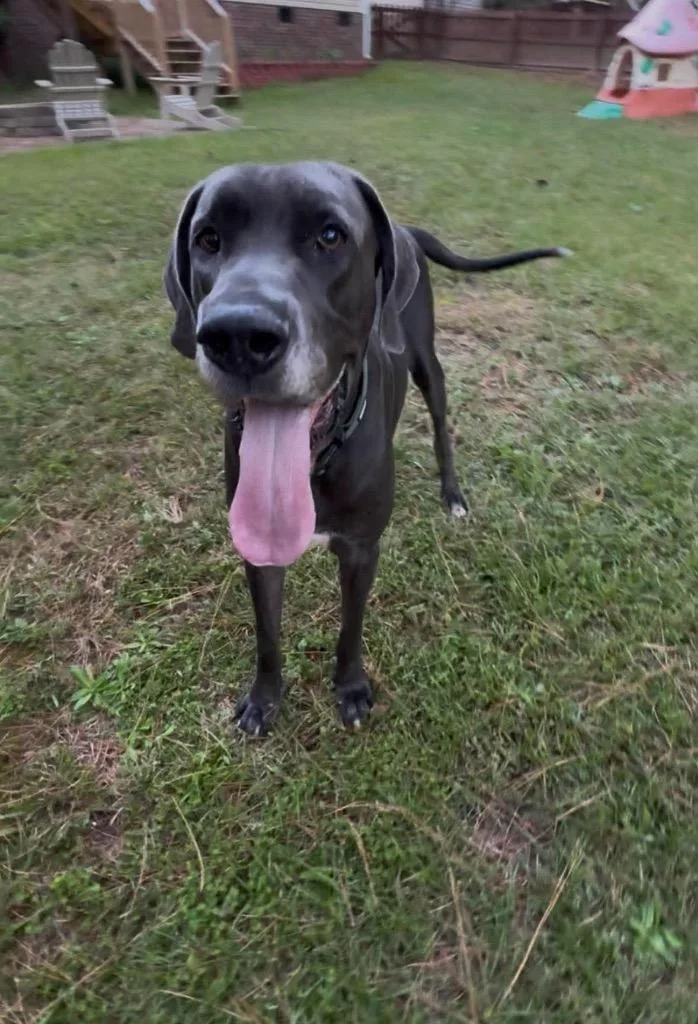 An adult extra large-sized male Gray / Blue / Silver Great Dane dog named Bruno for adoption in Bullard, TX
