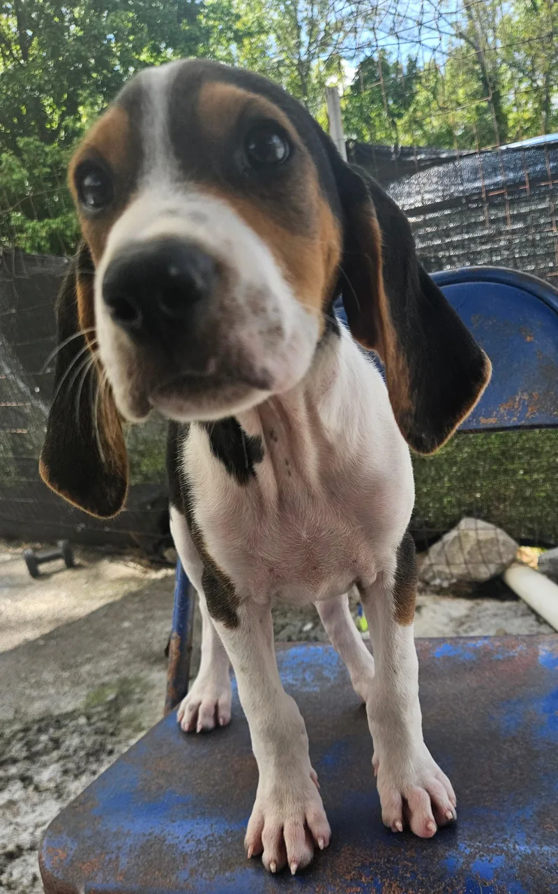 A baby medium-sized female Tricolor (Brown, Black, & White) Beagle dog named Malibu Seagull for adoption in Andover, MA