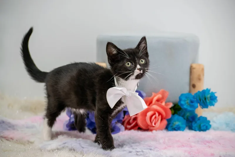 A baby small-sized male Black & White / Tuxedo Domestic Short Hair cat named Faygo for adoption in Sevierville, TN