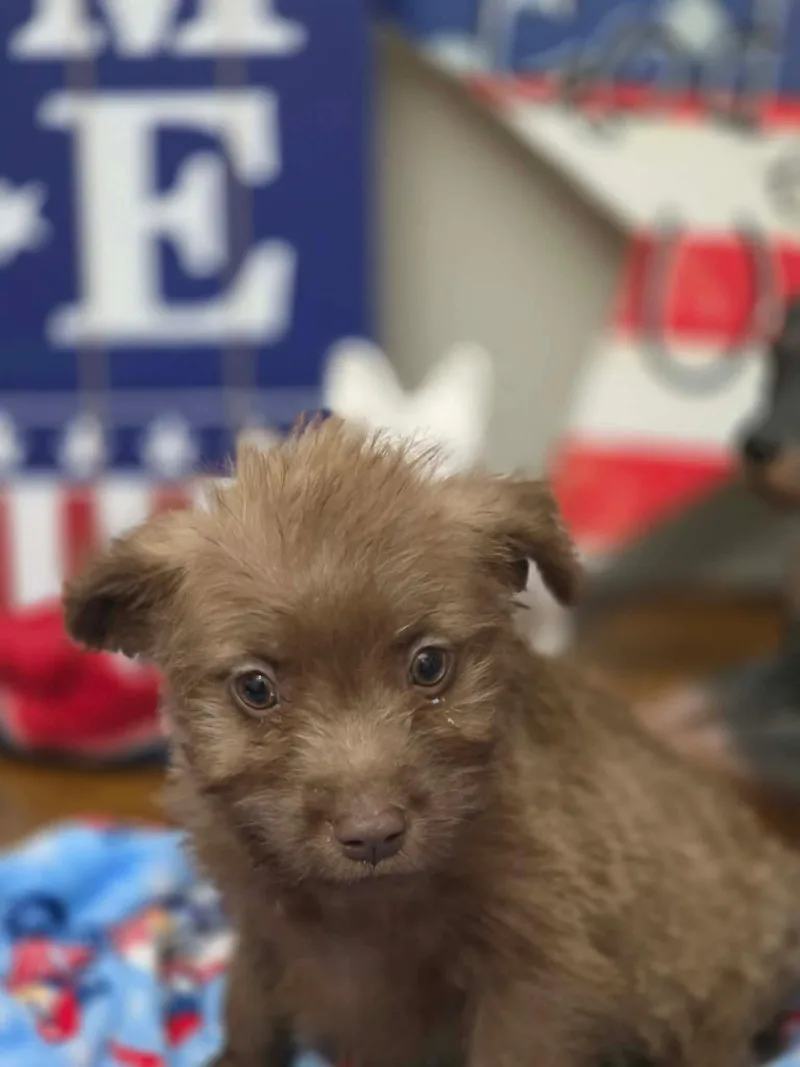 A baby medium-sized female Apricot / Beige Labrador Retriever dog named Mocha for adoption in Eatontown, NJ