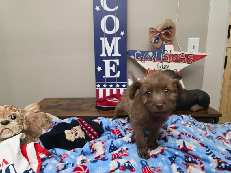 Mocha thumbnail 3