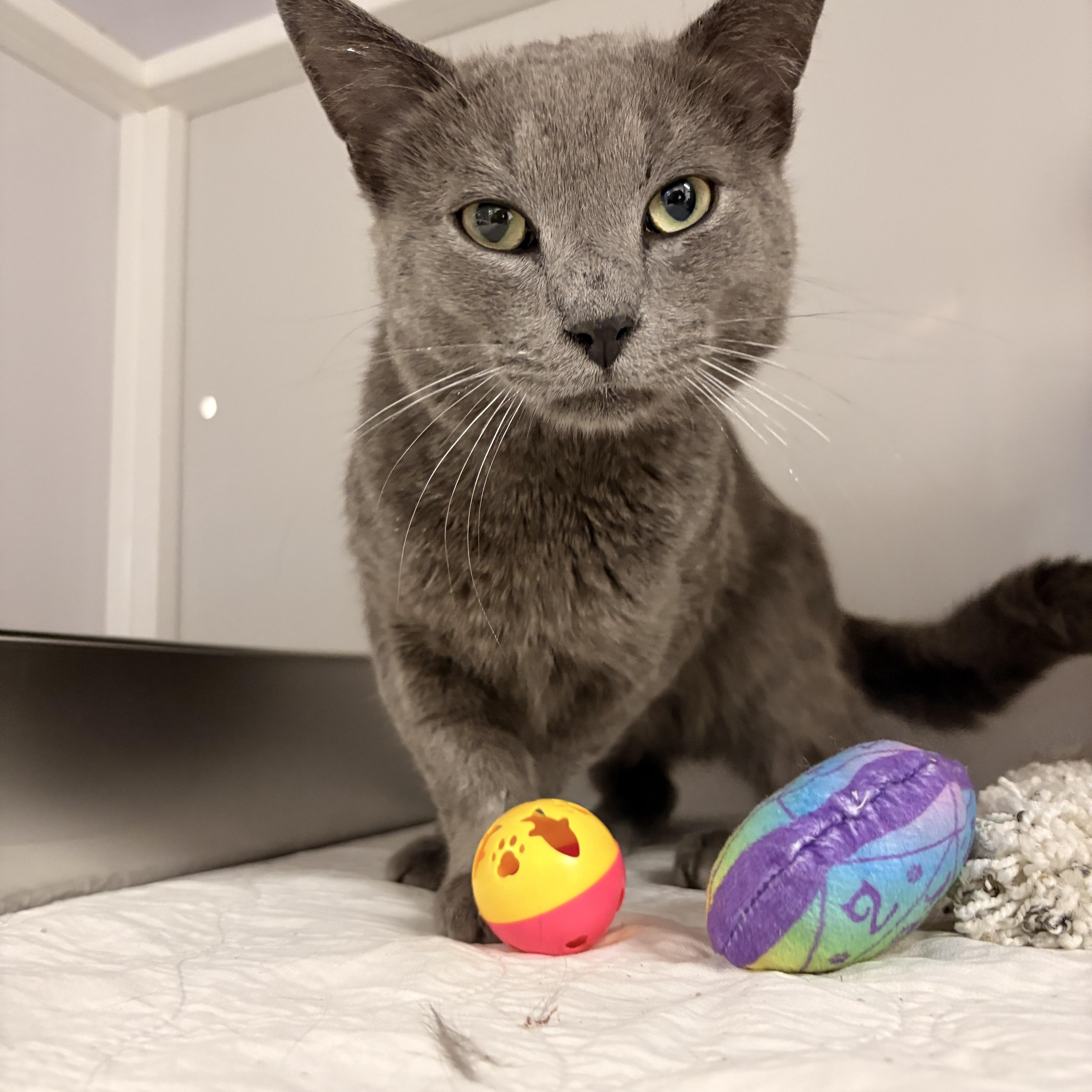 An adult medium-sized male Gray / Blue / Silver Domestic Short Hair cat named Duncan for adoption in White Oak, PA
